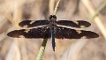 Rhyothemis princeps male (3 of 9)